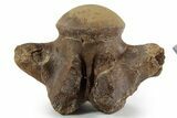 Large Fossil Mosasaur (Tylosaurus) Cervical Vertebra - Texas #351222-5